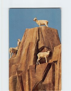 Postcard Dell Mountain Sheep at Milwaukee County Zoo, Milwaukee, Wisconsin