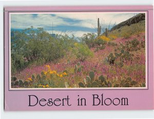 Postcard Desert in Bloom Arizona USA