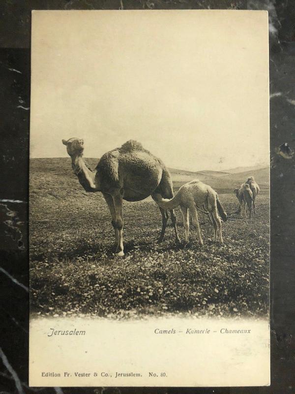 Mint Jerusalem Israel RPPC real picture Postcard Camels