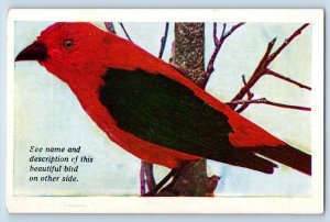 Des Moines Iowa Postcard Scarlet Tanager Most Brilliant Birds Black Wings Tail