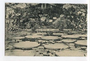 286975 GERMANY BERLIN Dahlem royal botanical garden Victoria regia postcard