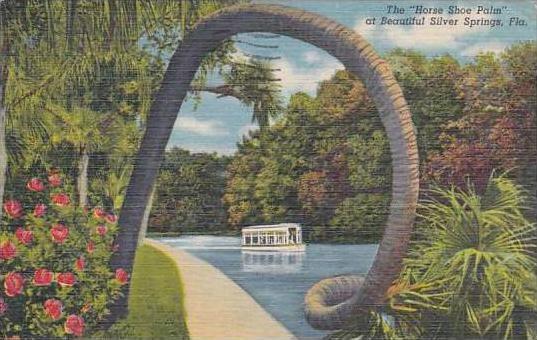 Florida Silver Springs Horse Shoe Palm 1956