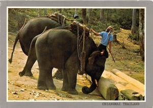 BF38595 thailand lifting a heavy  elephant elepahnt  animal animaux