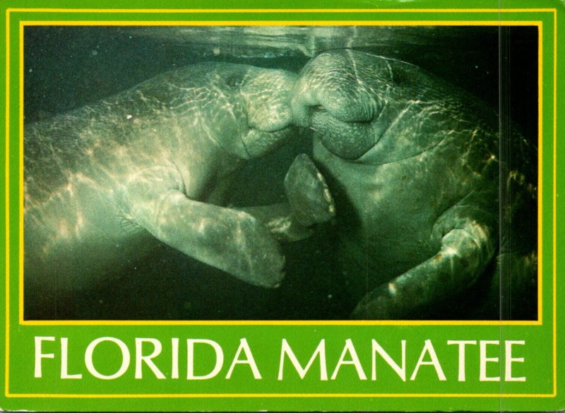Florida Manatee Or Sea Cow