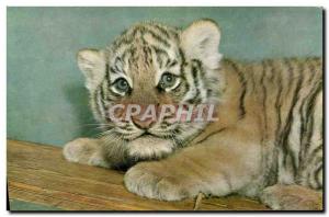 Old Postcard Young Tiger
