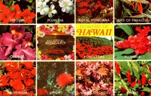 Hawaii Flowers Of Hawaii Orchids Plumeria Bird Of Paradise and More
