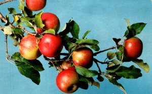 Michigan Quality Apples