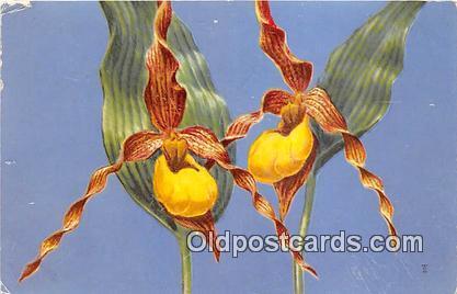 Yellow Lady's Slipper 1964 