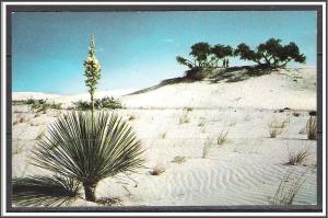 New Mexico, White Sands National Monument Yucca in Bloom - [NM-016]