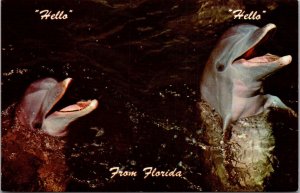 Florida Porpoises Hello From Florida