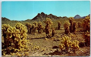 Postcard - Desert Country - The Southwest