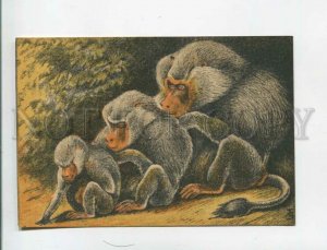 473658 USSR Trofimov monkeys hamadryas edition of the Moscow Zoo old postcard