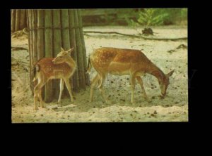 135962 Riga ZOO Fallow Deer Old Color PHOTO PC