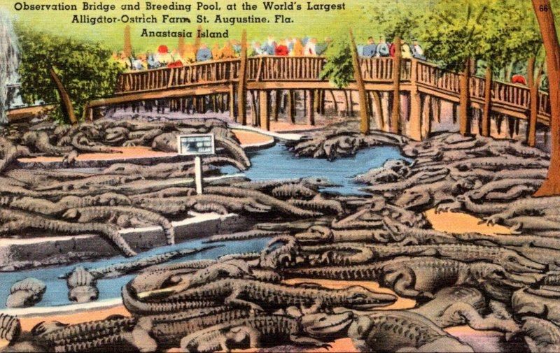 Florida St Augustine Alligator-Ostrich Farm Observation Bridge and Breeding Pool