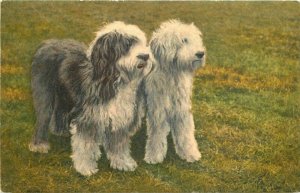 Artist impression English Sheepdogs Postcard Stahl 10213