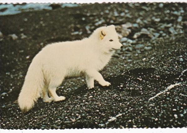 Alaskan Arctic Fox