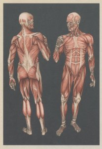 The Muscular System Human Anatomy Biology Morbid Postcard