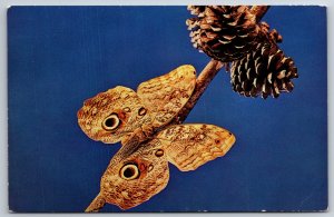 Animals~Florida~Owl Butterfly @ May Museums Of The Tropics~Vintage Postcard