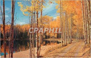 Postcard Modern Deep in the Forest Shadows Hidden neath Cool