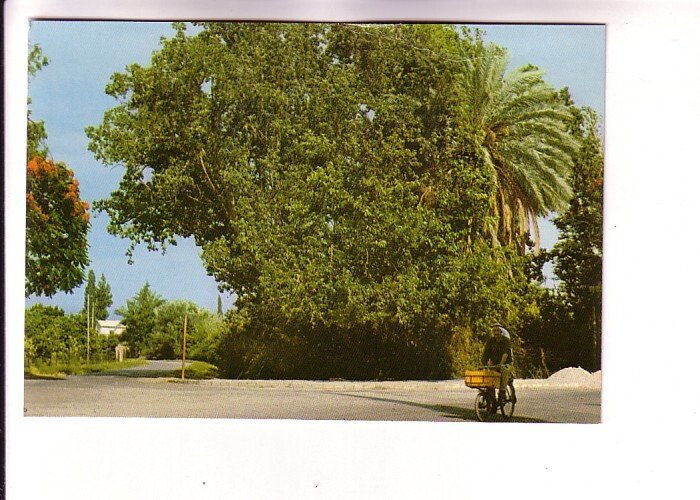 Sycamore Tree of Jericho, Palestine, Bicycle Courier