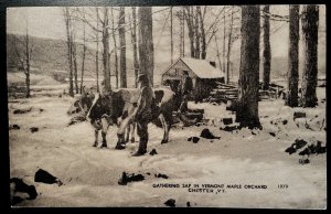 Vintage Postcard 1907-1915 Gathering Sap, Maple Orchard, Chester, Vermont (VT)