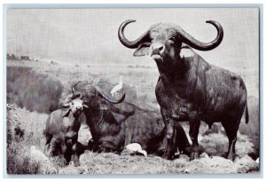 The American Museum Natural History African Buffalo New York NY Vintage Postcard