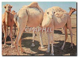 Postcard Modern Tunisia Herd of Camels