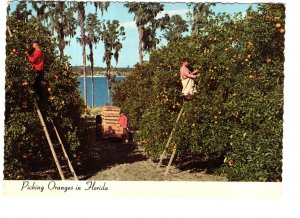 Picking Oranges in Florida, Farmers on Ladders