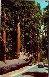 Postcard HIGHWAY SCENE State of California CA AK7338