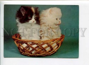 3004331 Two PERSIAN KITTENS in basket Photo Color card 