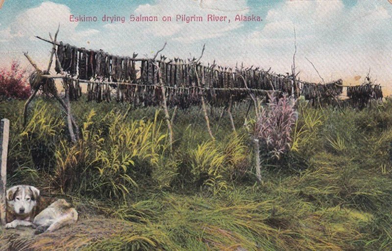 1911, Eskimo Drying Salmon on Pilgrim River, Fairbanks, Used, (PC972) 