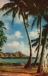 Vintage Postcard Tree Climber Agile Native Lad Climbs Cocoanuts Waikiki Hawaii