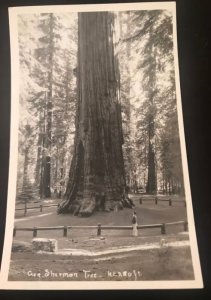 Vintage Postcard 1920s Gen Sherman Tree Never Used VGC B&W