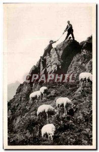 Modern Postcard Hautes Pyrenees Climbing a Mountain Sheep
