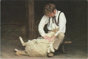 Farming Postcard - Shearing Sheep at Old Sturbridge Village, Sturbridge  RR23281