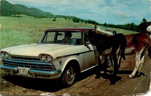 postcard, donkeys, Black Hills, C. Townsley, Howard, Miss Judy Barr, Ra Postcard