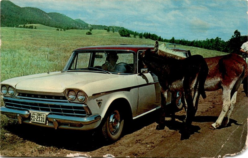 postcard, donkeys, Black Hills, C. Townsley, Howard, Miss Judy Barr, Ra Postcard