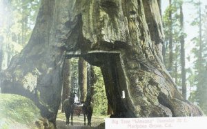 C.1910 Horses & Buggy Inside Tree, Mariposa Grove, Cal. Postcard F88