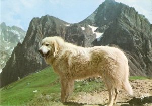 Magnific dog of the Pyrenees Nice modern French photo postcard