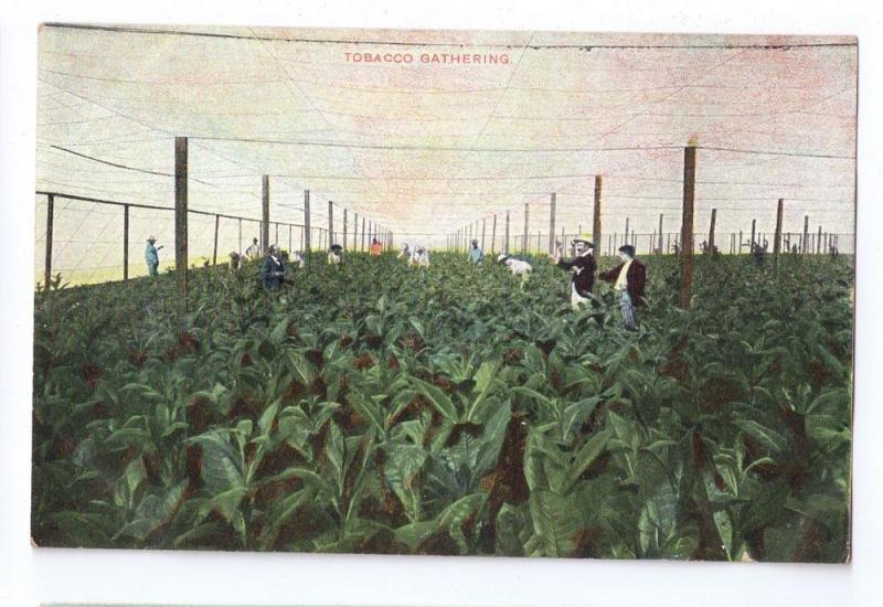 Cuba Tobacco Gathering Shade Cloth ca 1910