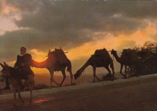 Israel Camels Caravan At Sunrise