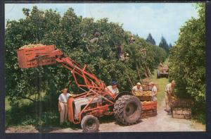 Orange Harvest,FL BIN