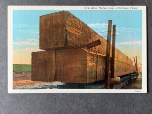 Giant Timbers From A Northwest Forest Linen Postcard H2155081249