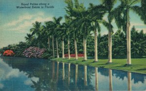 USA Royal Palms Along a Waterfront Estate in Florida Linen Postcard 03.58