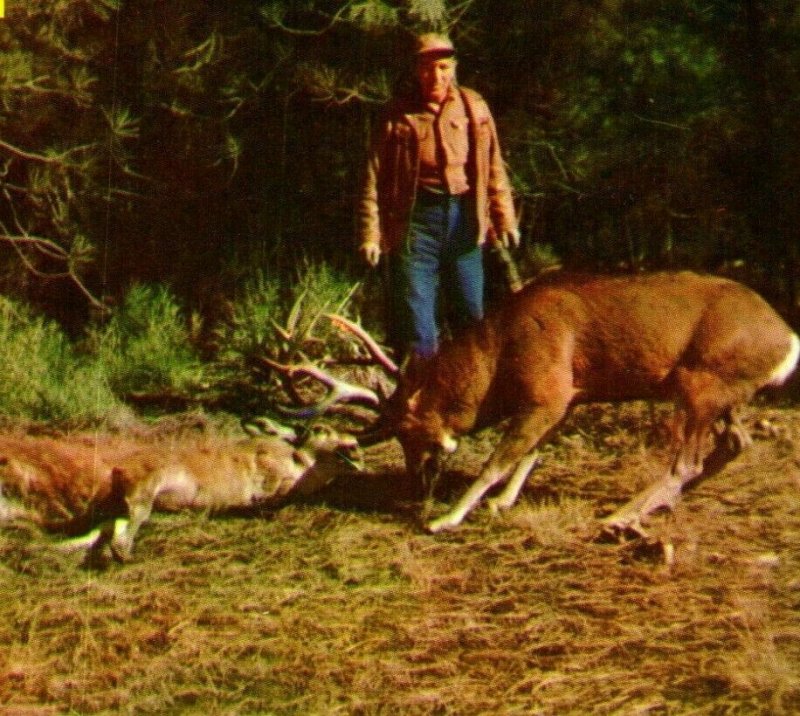 Vtg Postcard 1960s Horns Locked in Mortal Combat Greetings Cowboy Buck Deer