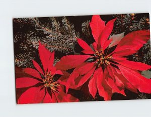 Postcard Poinsettias Best Wishes for Christmas & the New Year