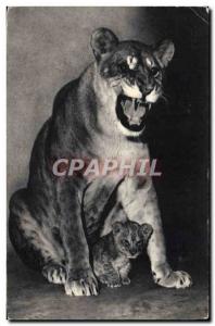 Modern Postcard Lion A lioness and her little Zoo, Bois de Vincennes Paris