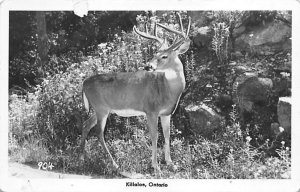 Deer Killaoe, Ontario, Canada Deer Unused paper wear on front, real photo
