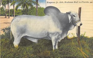 Emperor Jr 10th Brahman Bull Bradenton FL 