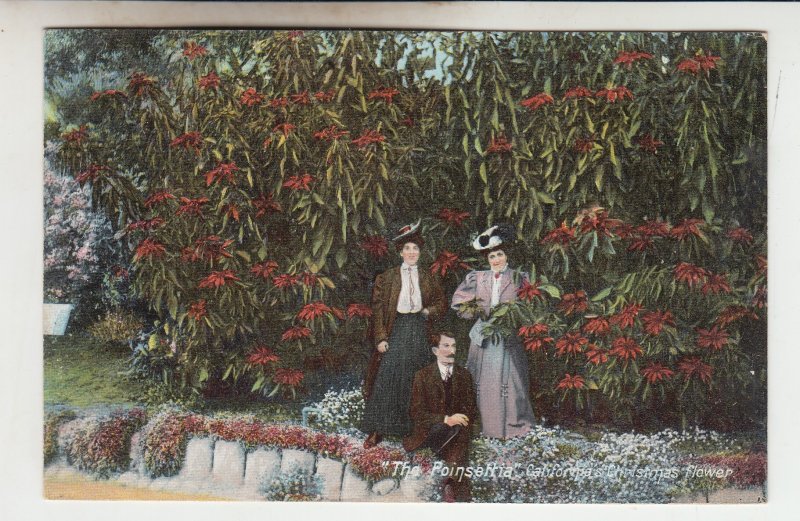 P2272, old postcard 2 ladies a man, the poisettia calif christmas flower bushes